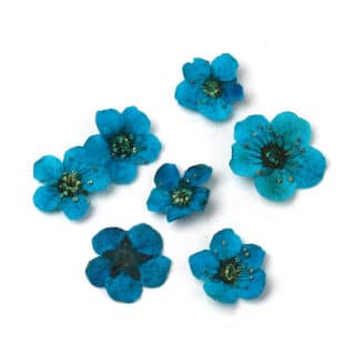 Gedroogde bloemen blauw epoxy giethars sieraden maken