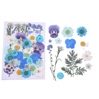 Gedroogde kleine bloemen paars blauw