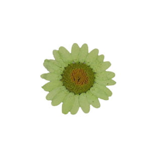 Groene gedroogde bloemen chrysanten